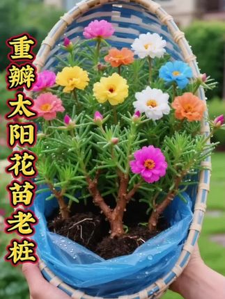 重瓣太阳花老桩苗 太阳花老桩苗虬劲,褐枝盘曲如岁月刻痕。多色重瓣挤挤挨挨,粉似霞、黄如蜜、橙若焰,瓣瓣叠叠盛着晨光。细叶油亮带露,新蕊怯探,旧花灼灼向阳。风过,老枝抖落星露,萌新绿与繁花相拥,枯荣间尽是太阳花的热烈与从容,阳台、庭院都好种植开花又如花海#爱生活爱养花 #花卉绿植 #重瓣太阳花 #园艺生活 #养花人