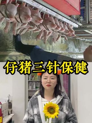 #仔猪三针保健#仔猪#猪病知识#养殖#三农养殖