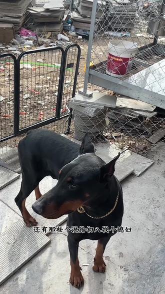 我想看看你们家拆家的狗子#杜宾 #养狗的乐趣