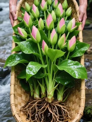 💚救命!被这抹高级绿狠狠拿捏了! ——金钻绿公主也太戳心巴了!叶片油亮似裹着层金箔✨,叶脉自带浮雕感,摆在家里瞬间化身ins风绿植顶流!耐旱好养,新手闭眼冲,10天浇次水就能野蛮生长🌱,空气净化力max!不管是角落孤植还是和其他绿植组CP,都超吸睛👀!快把这抹贵气绿带回家~ #绿植推荐 #金钻绿公主 #家居绿植 #净化空气 #水培植物