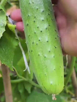 黄瓜蘸酱#旱黄瓜 #黄瓜 #蘸酱菜