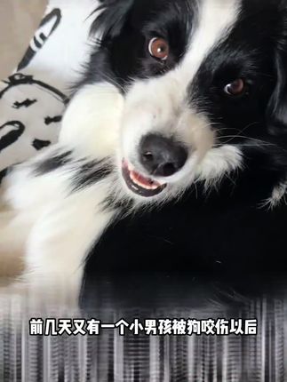 被家里的猫咪狗狗抓咬要怎么办#养猫经验分享 #猫咪日常 #猫咪 #科学养宠攻略 #养狗经验分享