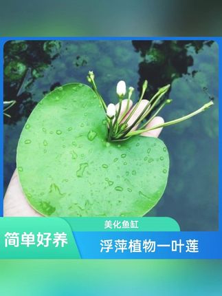 一叶莲养护水生水培植物活睡莲鱼缸造景浮萍养龟真草净化水质碗莲#一叶莲水生植物 #水培睡莲 #鱼缸造景浮萍 #净化水质碗莲 #鱼缸睡莲v