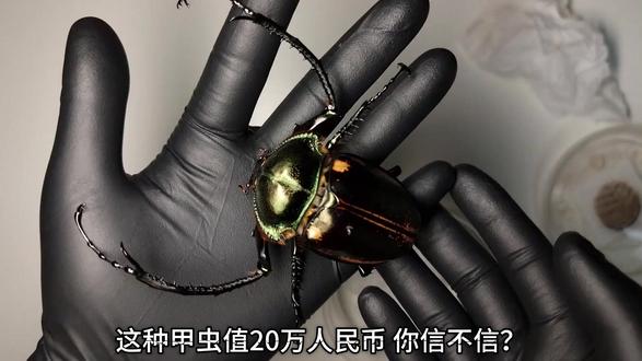 这种甲虫值20万人民币,你信不信? #神奇物种 #虫子 #金蝉 #动物科普 #动物 它叫阳彩臂金龟。
在2001年的一次拍卖会上,
仅仅一个6.9厘米的标本,
就拍出了 20万人民币 的天价。
要知道,在1982年的时候,
它曾被官方宣布“野外灭绝”。
谁也没想到,几十年后,
它竟然在贵州、江西的深山里,奇迹般地重出江湖。
它最夸张的地方,就是这对“麒麟臂”,
长度甚至超过了身体的两倍。
这种极端的比例,
是大自然经过千万年打磨出来的“力学奇迹”。
你再仔细看它的背部,
这种流动的祖母绿光泽,
任何高级车漆都调不出这种质感。
为什么它能美得这么高级?
