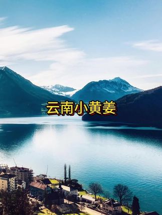 #生姜 #小黄姜 #现挖现发 #优质农产品