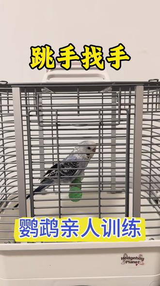 鹦鹉不亲人、怕人、怕手怎么办?想教鹦鹉说话怎么教?怎么让鹦鹉亲人?看半手养鸟虎皮训练第二集:跳手和找手!
#鹦鹉训练教程 #鹦鹉怕人怎么办 #训鸟高手 #新手养鹦鹉 #鹦鹉咬手