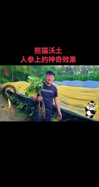熊猫沃土在人参上出现的奇迹