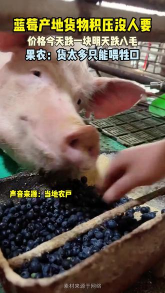 蓝莓喂猪?产地蓝莓滞销 #新鲜采摘 #云南蓝莓 #水果 #蓝莓自由 #蓝莓