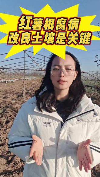 红薯最怕的根腐病,除了灌根之外,改良土壤是重点!#红薯种植 #高产红薯 #根腐病防治 @抖音小助手 @抖音三农 @DOU+小助手