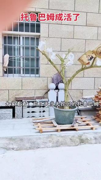 嫁接第五天! #绿植重生记 前几天挖回来的这颗#托鲁巴姆 ,现在嫁接第五天了,大家看看状态如何?#盆景花树 #野茄子树