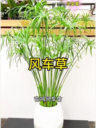 水竹又叫风车草,皮实好养,水培土培都可以, 它根系发达,有利于净化水质,用于鱼缸造景居多。喜阳也耐半阴,喜水#花卉绿植 #水培植物推荐 #鱼缸造景摆件 #鱼缸过滤改造 #植物科普视频