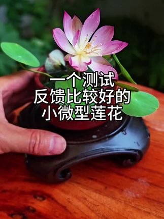 一个测试反馈比较好的小微型莲花 #养花小知识 #家庭养花达人 #分享家庭养花知识 #花卉养护 #周劲松碗莲微型莲花荷花