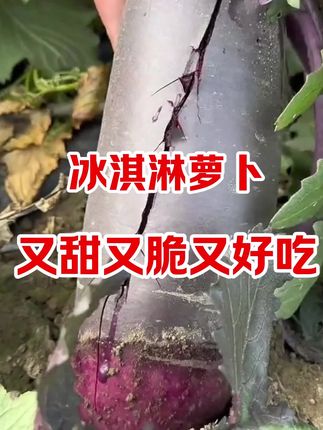#优质农产品 #乡村的生活 #抖音农产品 #新鲜农产品 #冰淇淋水果萝卜