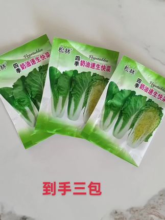 四季奶油快菜种子来咯!#蔬菜种子#奶油快菜种子 #我的植物搭子 #粤品月香 #又便宜又好养