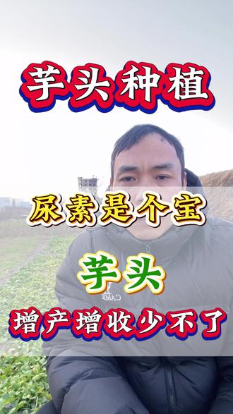 芋头种植小窍门 尿素是个宝,芋头高产跑不了#芋头 #芋头种植 #三农 #病虫害防治 #农业种植