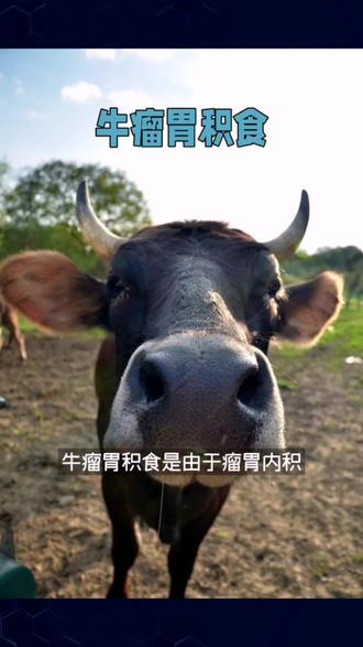 #每天分享牛羊养殖小知识 #养殖场专用 #养殖人加油 牛瘤胃积食是由于瘤胃内积滞过多的粗饲料,引起胃体积增大,瘤胃壁扩张,瘤胃正常的消化和运动机能紊乱的疾病。触诊坚硬,瘤胃蠕动音减弱或消失。牛瘤胃积食也叫急性瘤胃扩张。
牛瘤胃积食发病初期,食欲、反刍、嗳气减少或停止,鼻镜下燥,表现为拱腰、回头顾腹、后肚踢腹、摇尾、卧立不安。触诊时瘤胃胀满而坚实呈现砂袋样,并有痛感。叩诊呈浊音。听诊瘤胃蠕动音初减弱,以后消失。严重时呼吸困难、呻吟、吐粪水,有时从鼻腔流出。加不及时治疗,多因脱水、中毒、衰竭或窒息而死广。
治疗方法:可投入500—1,000克硫酸钠(镁)溶液,也可用液体石蜡,同时对严重的牛可进行补液,防止酸中毒。每次可补2,000—4,000毫升,加入碳酸氢钠300—600毫升,同时也可给刺激瘤胃兴奋的药,如进食胃开等。