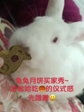 兔兔也爱吃月饼🥮 #萌宠 #中秋月饼 #兔兔月饼 ⚠️今年中秋兔兔小月饼只剩10盒了。 还没有给兔兔准备🥮的宝宝看过来! 错过今年,要等明年了🥰#月饼