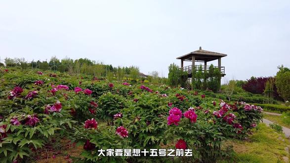 大连旅顺牡丹小镇,的花期是,
4.15号到4。30号是:二月兰、海棠花
牡丹和紫藤、油菜花是4月末25号左右到5月下旬左右。
1.15号之前买19.9的票,
4.16号以后24.9一个人,这个是五一可用的通票。估计到时候就不是这个价了。
芍药花是6.1左右
陆陆续续的话一直能持续到7月初。
趁现在抖音团购合适,先囤上,反正不用可以退。现在合适哈#旅顺牡丹园 #大连遛娃 #大连赏花 #大连旅游攻略 #旅顺华酝牡丹园
