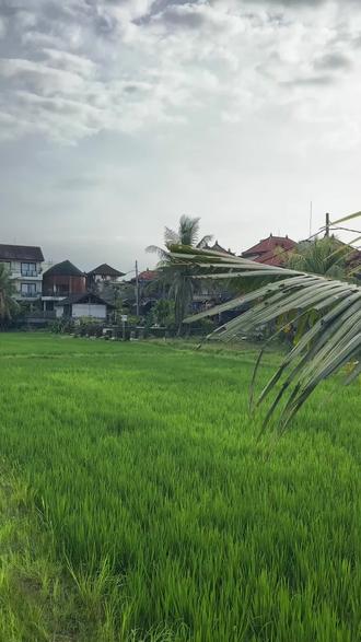 乌布好舒服的热带雨林啊,到处都是绿油油绿植和椰子树,很疗愈养生难怪全世界莫名而来的游客都喜欢来的好地方,像我这种失眠患者也是非常治愈,而且很多冥想课程可以去体验,每天早上推开门就能吸到最好的氧气太绝了!有很多很多村民自己家的院名宿,跟大理还蛮像的喔!难怪我总是惦记的好地方👍气候宜人!比库塔和苍古都要凉快几度喔,最舒服的就是spa和瑜伽正到爆炸,就像练轻功一样揉但是能入骨髓那种渗透舒服!巴厘岛太好玩了✌🏻#乌布名宿太多选择