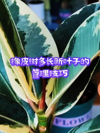 橡皮树多长新叶子的管理技巧#养花小知识