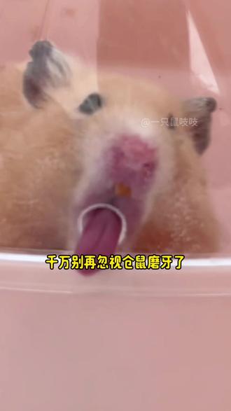 家里有仓鼠的,一定要提前备上,别等出事才后悔! #仓鼠磨牙 #如何喂养仓鼠 #仓鼠好不好养 #仓鼠用品