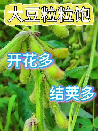 大豆高产种植技巧#大豆高产 #大豆种植 #大豆管理 #大豆粒粒饱#大豆种植基地