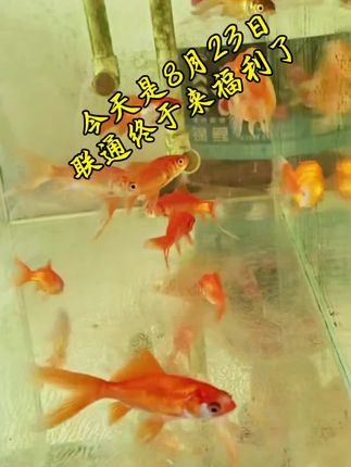 #如鱼得水 #顺风顺水 #鲤鱼跳龙门#好运连连
