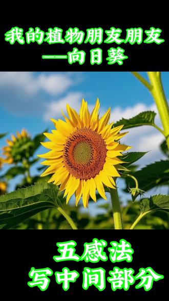 我的植物朋友——向日葵🌻
五感法写中间部分👍👍👍