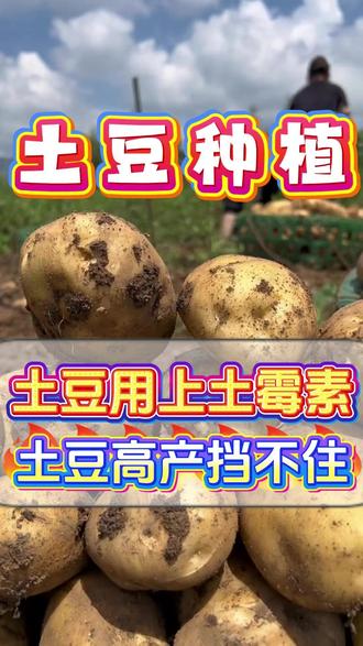 种土豆用上土霉素,结的又多又大产量高 #土豆种植#种土豆#土豆高产种植#洋芋种植#马铃薯种植