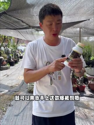 爆根生根液移栽扦插生根水营养液植物促根通用强力多肉壮苗生根剂