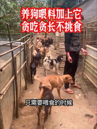 养狗喂料加上它,贪吃贪长不挑食#狗狗挑食怎么办 #狗狗益生菌推荐 #养狗经验分享 #益生菌#狗狗益生菌