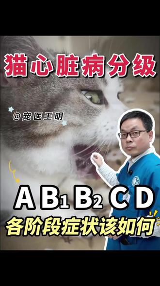 猫咪心脏病分级,各阶段有什么症状?该怎么干预?#西安宠物医院 #猫咪心脏病 #猫咪心脏病症状 #宠物心脏病 #科学养猫