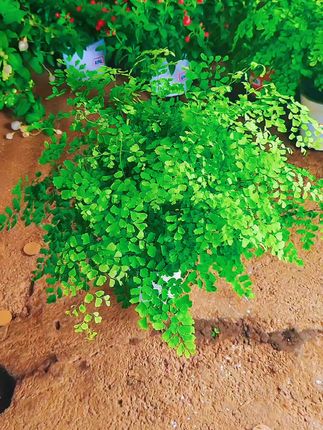 #绿植盆栽 飞雪、铁线蕨垂吊植物,室内放置这样一盆漂亮的绿植,让您的生活更充满漂亮!