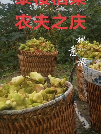 #硕果累累