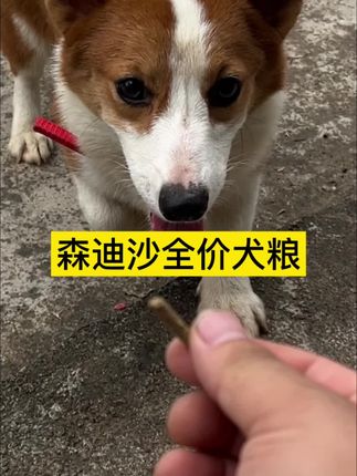 狗也吃兔粮吗?这个狗粮很香 狗也吃兔粮吗?这个狗粮很香#宠物 #狗狗 #养狗日常 #动物 #养狗经验分享