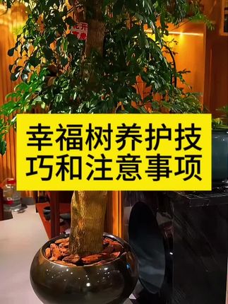 幸福树盆栽养护方法和注意事项 #幸福树的养护 幸福树多久浇水施肥一次 #幸福树肥料 幸福树修剪方法 幸福树喜阴还是喜阳 #幸福树专用营养液 幸福树怎么养才茂盛 #幸福树掉叶子怎么办 #盆栽幸福树