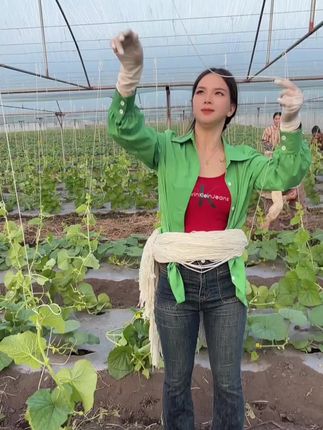 #蔬菜大棚种植#农业种植 #吊秧绳 #吊菜绳