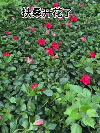 扶桑花开了#爱生活爱养花 #花卉绿植