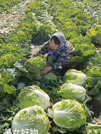 大白菜#白菜种子 #白菜种植 #超便宜超划算