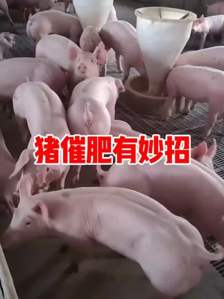 #养殖三农 #养殖经验 #养殖场