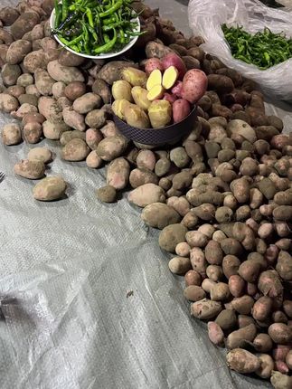 秋季第一批易贡辣椒,易贡红皮土豆准备开播了,正在打包发货中#易贡辣椒 #红皮土豆 #优质农产品 #记录摆摊生活#抖音农产品