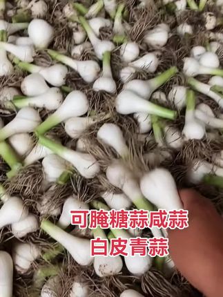 #白皮青蒜#糖蒜#咸蒜 #无限回购的宝藏单品