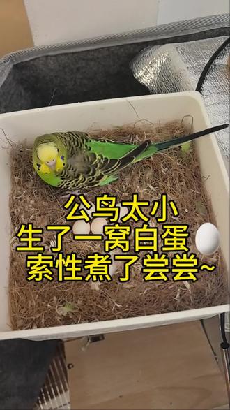 新手鹦鹉必看↓鹦鹉繁殖 未受精的白蛋一定要及时取出来,
母鸟一直孵蛋会非常累,消耗体力。
白蛋是孵不出小鸟的,
及时拿掉让母鸟好好休息恢复。
一般孵化5~7天就可以照蛋,判断是否受精啦
