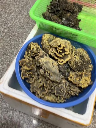 这种干巴菌你们觉着值多少,打在评论区#云南新鲜野生菌#农产品 #新农人计划 #菌子的季节
