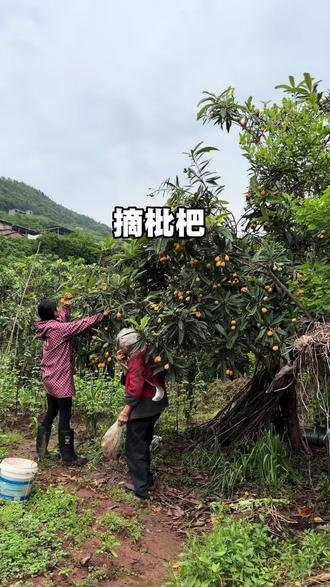 枇杷的口感越来越好了,村里有水果吃的好处就是再也不另外买水果吃。
橘子树上都还有,现在枇杷又出来了,等枇杷吃完桃子李子西瓜葡萄都会出来。这么好的农村生活也留不住你,哎#心系三农服务三农 #新农人 #枇杷 #三农种植 #云阳枇杷