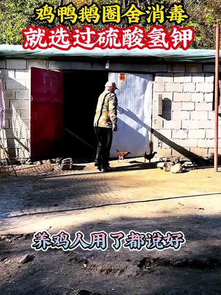 养殖鸡鸭鹅猪牛羊一定要定期消毒,消毒就选过硫酸氢钾#养鸡技术 #养鸡秘诀 #养鸡知识 #养鸡的技术和方法 #养鸡