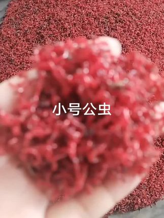 #喂鱼#拉饵 #肉夹馍