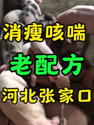 仔猪断奶就消瘦,很难管理#仔猪消瘦炸毛 #仔猪消瘦扎堆 #养殖知识分享 #养猪人 #创作者扶持计划 #养殖小知识