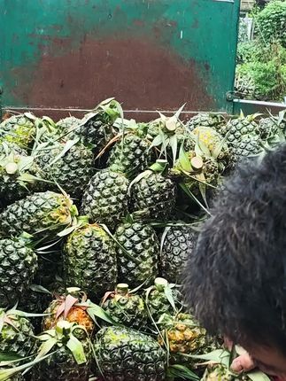 这里是广东惠来菠萝之乡圆墩村!来吧~吃一口来自惠来圆墩甜蜜的高山菠萝鲜甜多汁💦 ,乌肉腊肉口感爆爽💥 ,皮薄肉厚,吃在嘴里,甜在心里❤️,冰镇一下口感更甜哦😍#我为家乡农产品代言 #抖出家乡山货 #圆墩高山甜菠萝##我与土地的故事 #我们农民为了生活多苦又多难