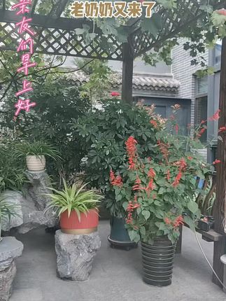 #自家小院 #快乐的一天 #留住美好回忆